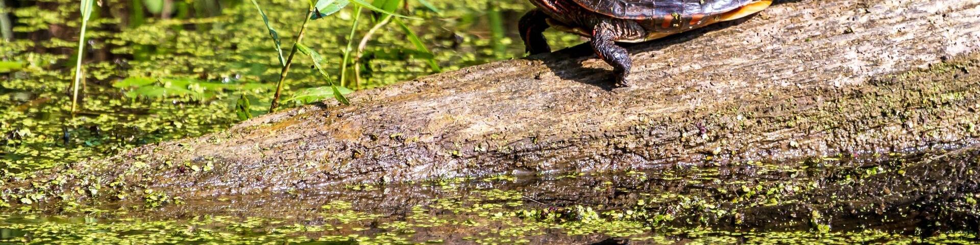 Midland Painted Turtle (Chrysemys picta marginata) Basking on a Log Surrounded by Lily Pads in Michigan.