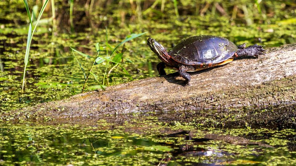 A turtle on a log in a water body with green vegetation.