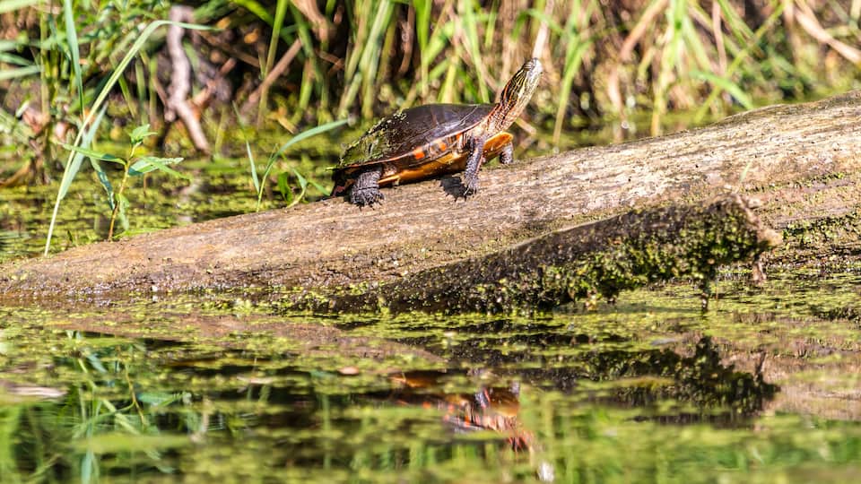 A turtle on a log in a water body with green vegetation in the background.