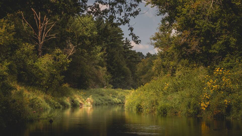 A calm river surrounded by dense greenery and trees.