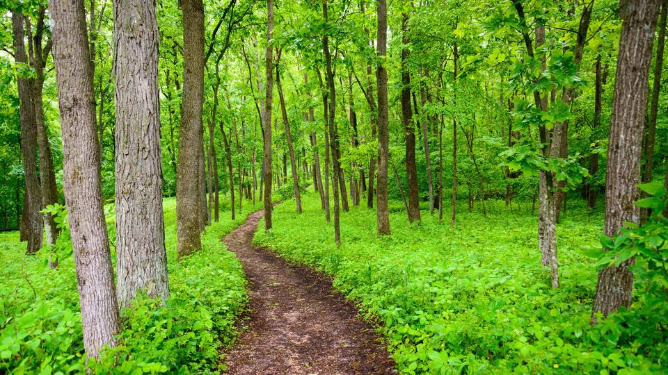 A forest path surrounded by tall trees and lush green foliage.