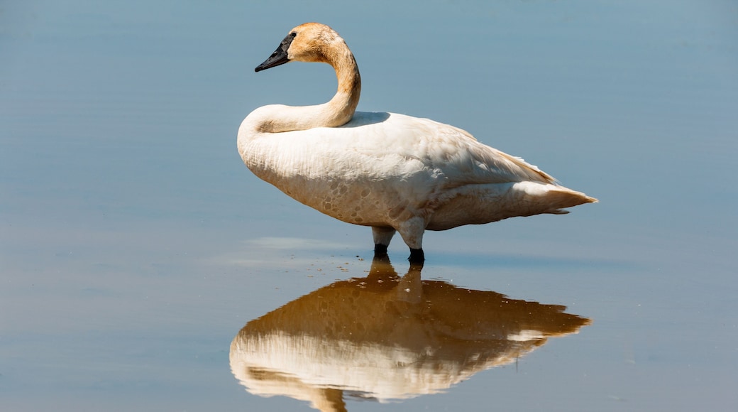 A trumpeter swan looks over the water of the pond on a mid-June morning within the Horicon National Wildlife Refuge, Waupun, Wisconsin