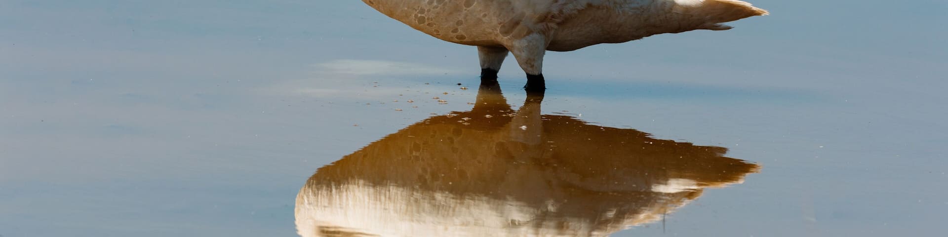 A trumpeter swan looks over the water of the pond on a mid-June morning within the Horicon National Wildlife Refuge, Waupun, Wisconsin