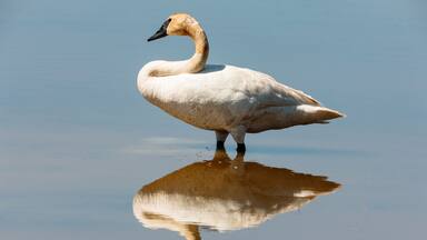Um cisne em superfície aquática refletora.