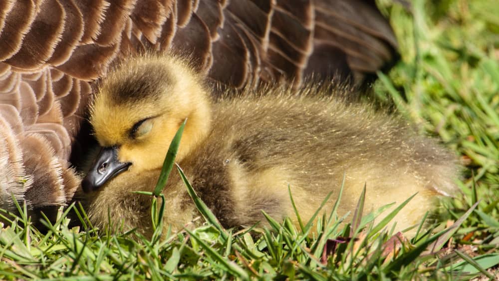 Young Canada goose gosling rests in the morning sunshine alongside its mother in the Horicon National Wildlife Refuge, Wisconsin.