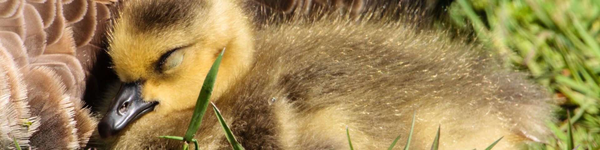 Young Canada goose gosling rests in the morning sunshine alongside its mother in the Horicon National Wildlife Refuge, Wisconsin.