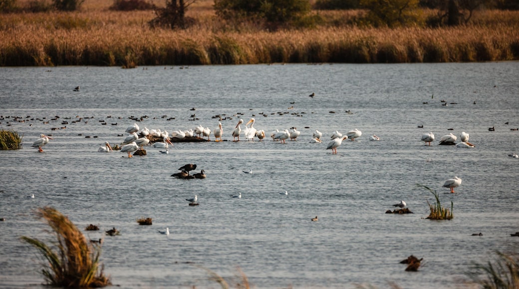 Many pelicans resting or swimming with the Horicon National Wildlife Refuge, Waupun, Wisconsin in early October
