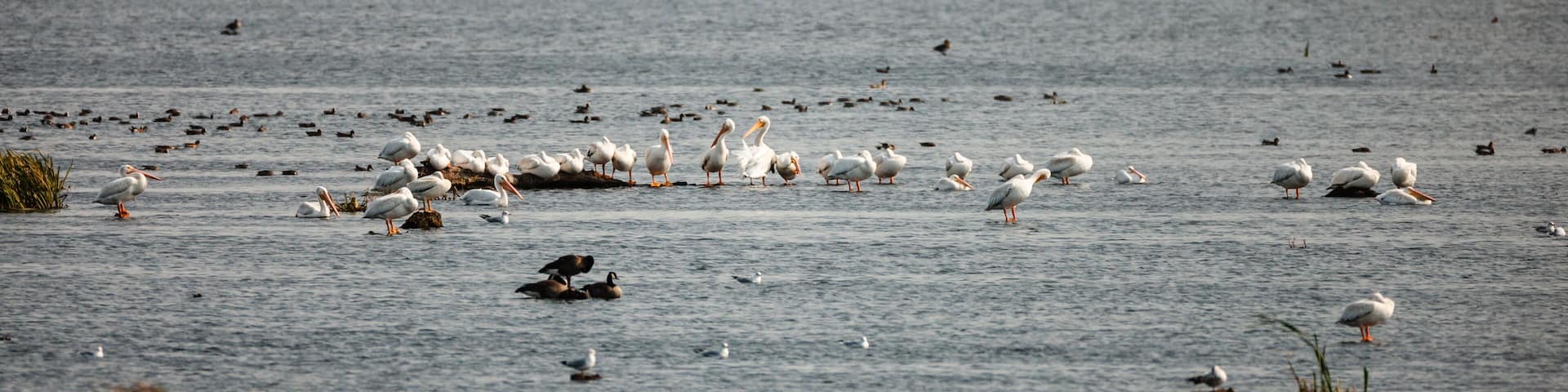 Many pelicans resting or swimming with the Horicon National Wildlife Refuge, Waupun, Wisconsin in early October