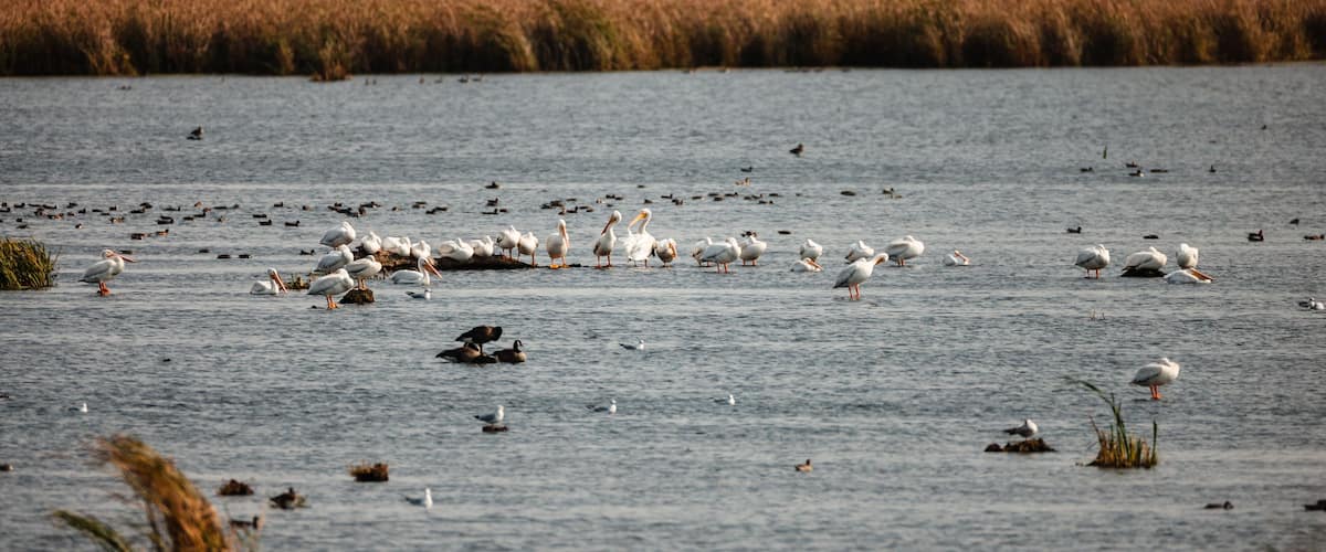 A lake with various birds, including pelicans and seagulls, and surrounding tall grasses and trees.