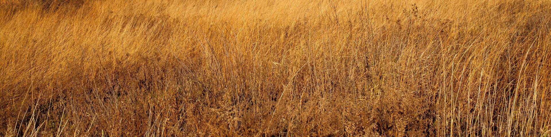 Overlooking Horicon National Wildlife Refuge, Wisconsin in fall