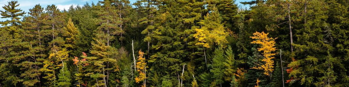 The autumn shoreline of Hemlock Lake reflects into the calm waters near Woodruff, Wisconsin in Oneida County on a late September afternoon in early autumn