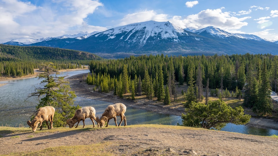 A river, a forest, and a snow-capped mountain.