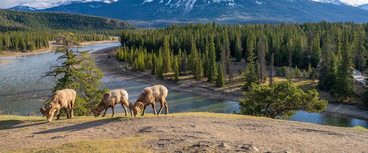 A river, a forest, and a snow-capped mountain.
