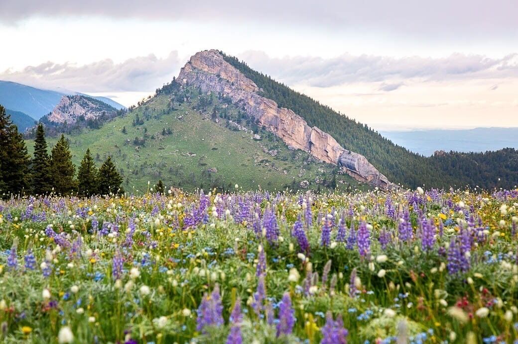 I’m almost ready to trade in wildflowers for changing leaves. This field of wildflowers was popping this year in my hometown mountain range, the big horn mountains