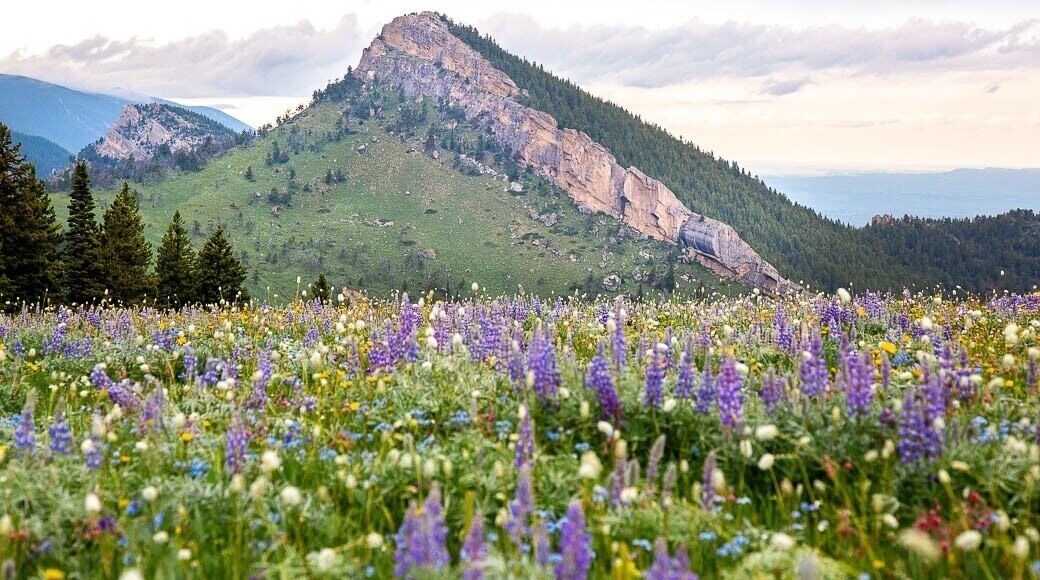 I’m almost ready to trade in wildflowers for changing leaves. This field of wildflowers was popping this year in my hometown mountain range, the big horn mountains