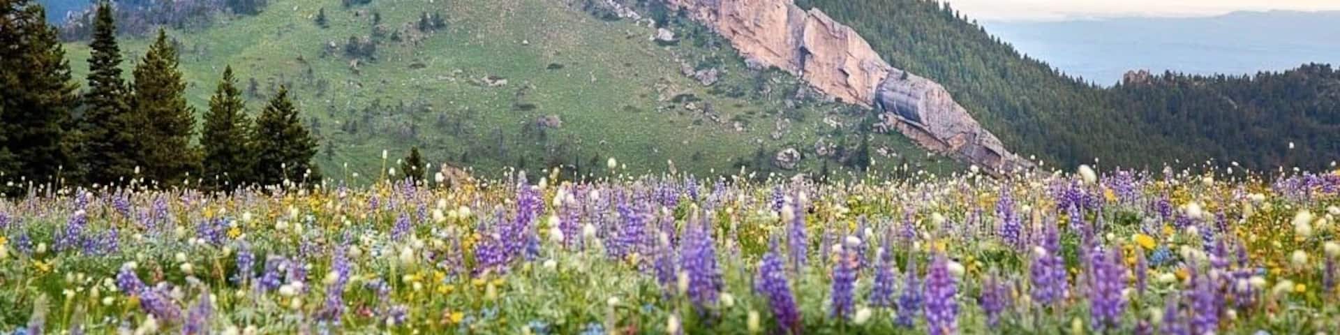 I’m almost ready to trade in wildflowers for changing leaves. This field of wildflowers was popping this year in my hometown mountain range, the big horn mountains