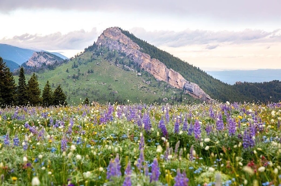 I’m almost ready to trade in wildflowers for changing leaves. This field of wildflowers was popping this year in my hometown mountain range, the big horn mountains