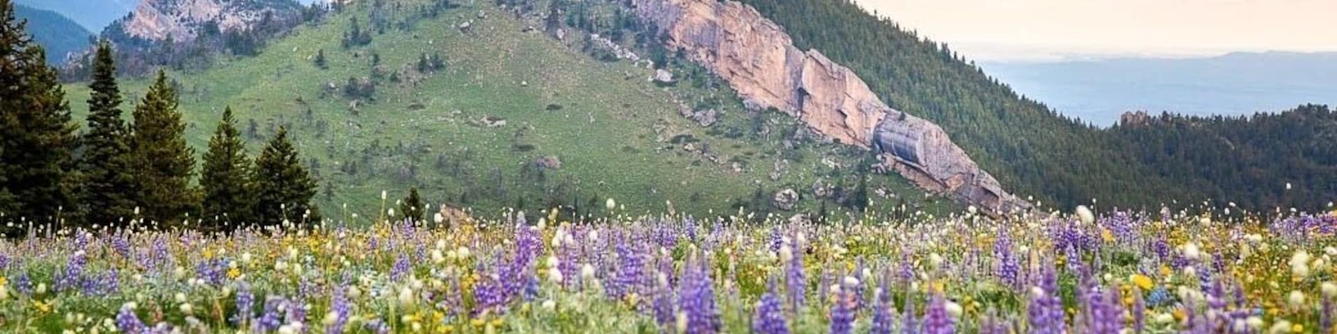I’m almost ready to trade in wildflowers for changing leaves. This field of wildflowers was popping this year in my hometown mountain range, the big horn mountains