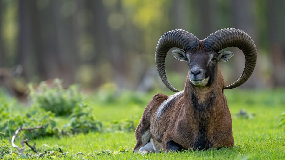 A bighorn sheep with large curved horns lying on grass.