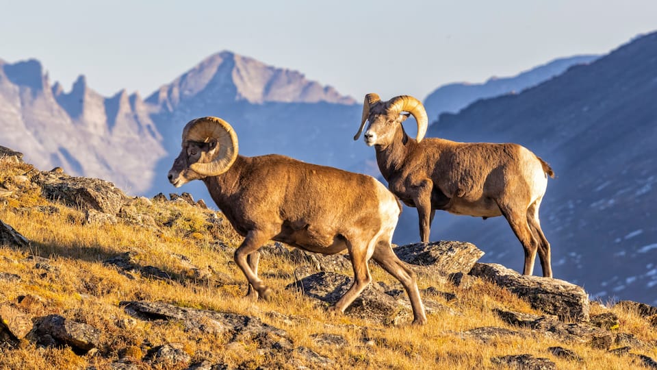 Two bighorn sheep on a rocky mountain slope with a mountain range in the background.