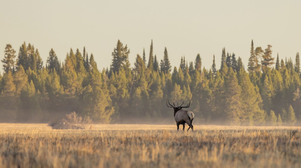 Bull Elk During the Rut in Wyoming in Autumn
