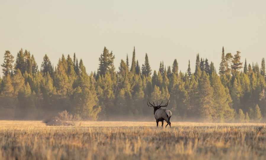 Bull Elk During the Rut in Wyoming in Autumn