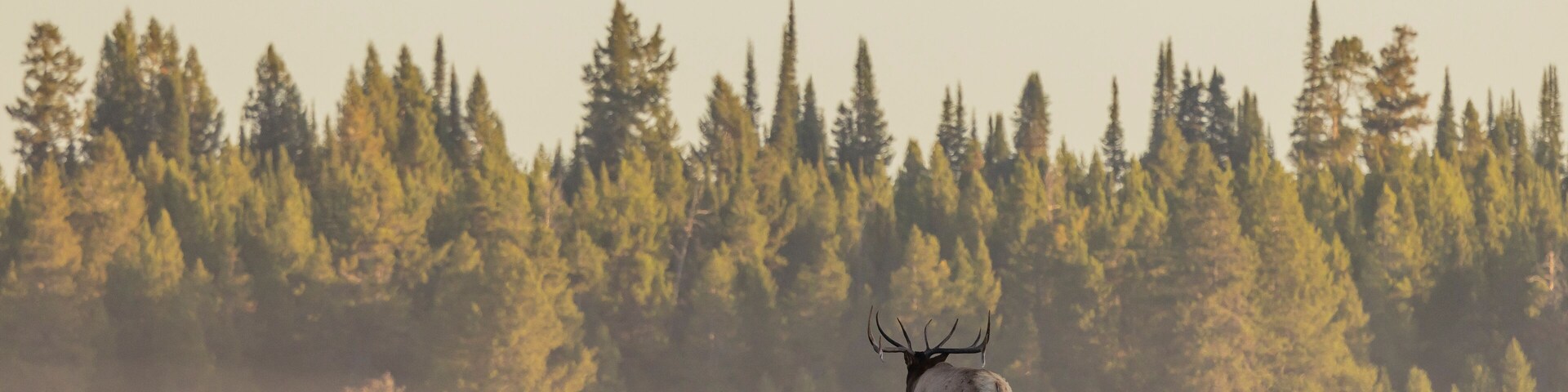 Bull Elk During the Rut in Wyoming in Autumn