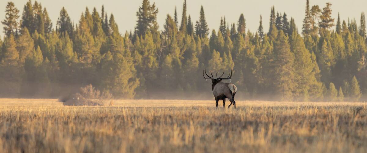 A moose in a field with a forest in the background.