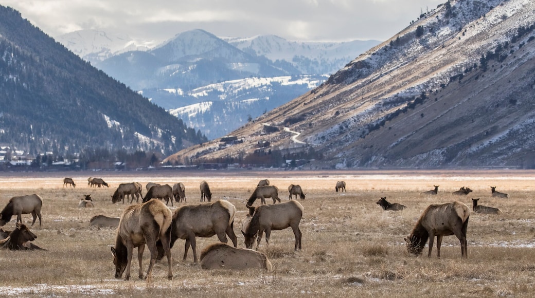 elk feeding by town of jackson