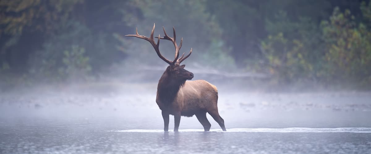 A large elk standing in a misty, forested area near a body of water.