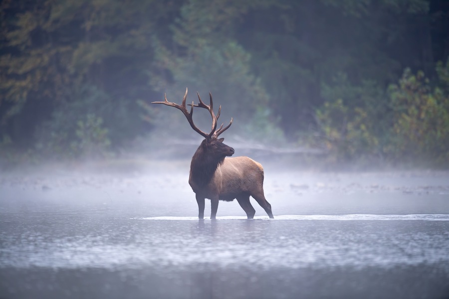 A large elk standing in a misty, forested area near a body of water.