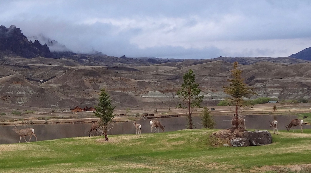 Deer grazing by a river along North Fork Highway near Wapiti, Wyoming.
#Wildlife
#LikeALocal