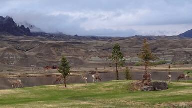 Deer grazing by a river along North Fork Highway near Wapiti, Wyoming.
#Wildlife
#LikeALocal