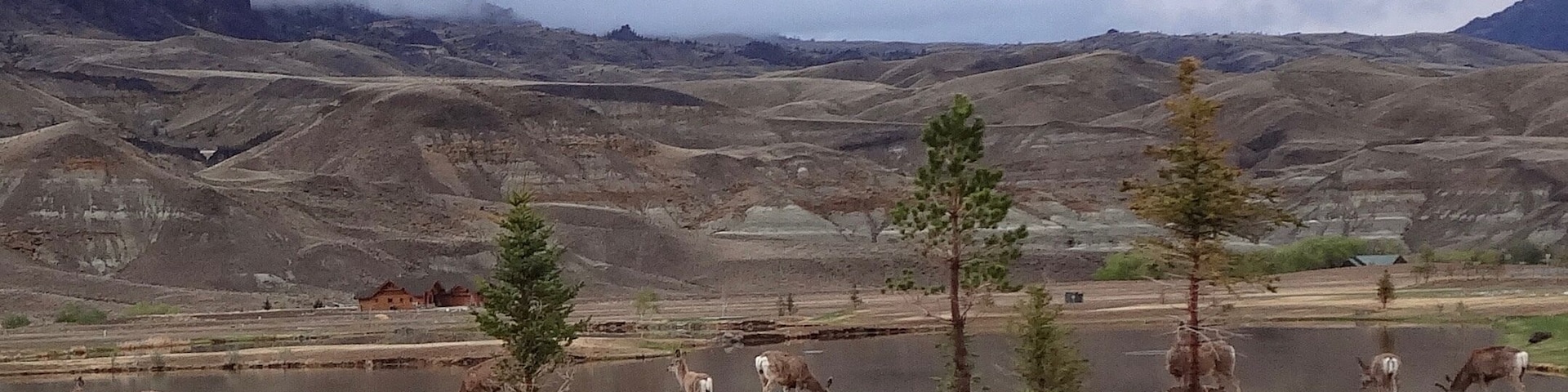 Deer grazing by a river along North Fork Highway near Wapiti, Wyoming.
#Wildlife
#LikeALocal