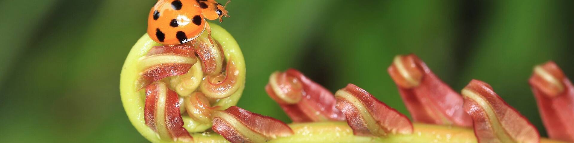 A beautiful beetle sticking at the tip of a fern.
#Nature