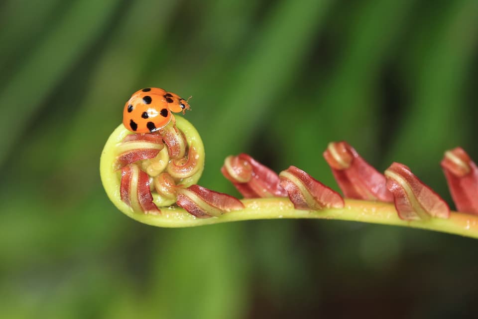 A ladybug on a green plant with red leaves.