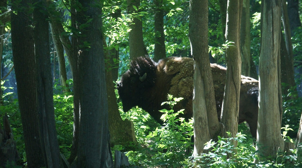 Buffalo in Thoiry's Safari Park