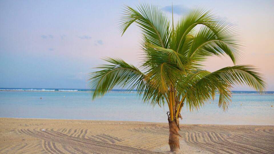 A single palm tree on a sandy beach with a calm sea in the background.