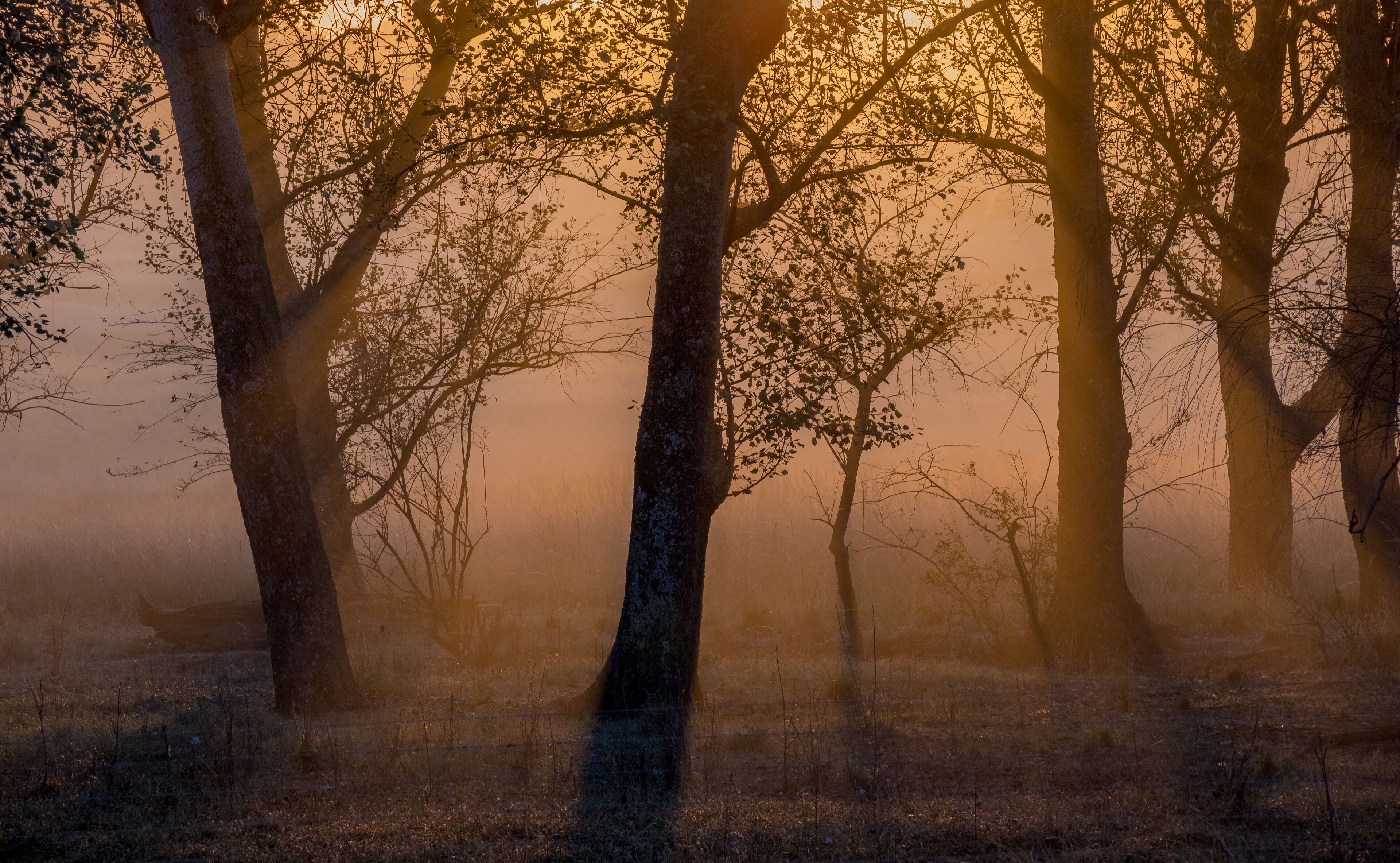 Moody sunset with silhouetted trees in the Central Drakensberg region of South Africa