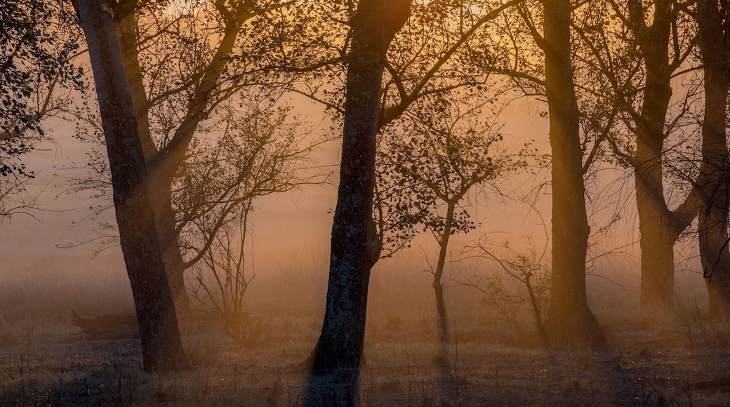 Moody sunset with silhouetted trees in the Central Drakensberg region of South Africa