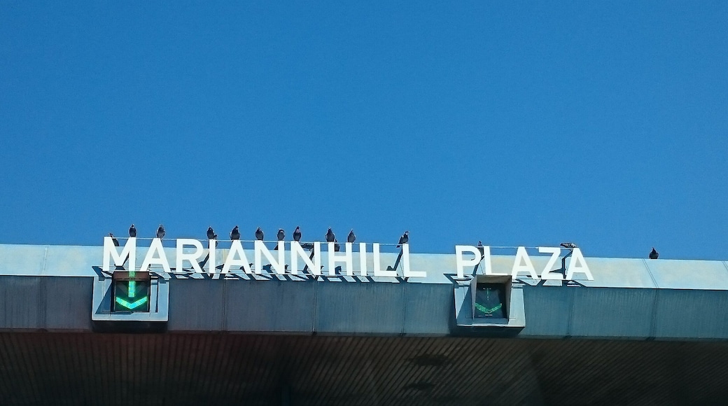 Doves watching the traffic passing through the toll. #Blue #Durban #Birds