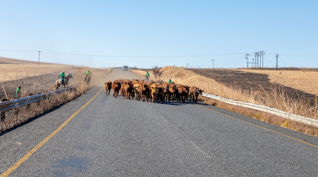 Bergville, South Africa: July 27 2021: African herdsmen driving cattle (cows) on a road.