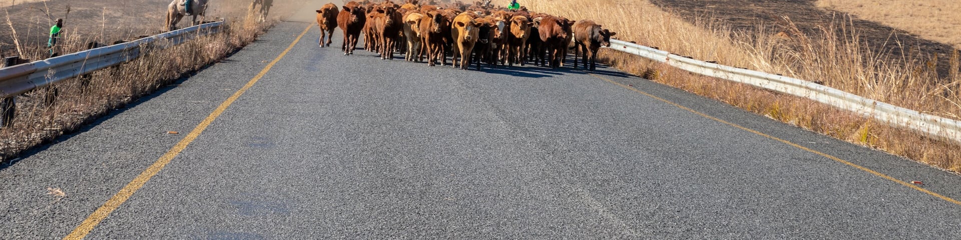 Bergville, South Africa: July 27 2021: African herdsmen driving cattle (cows) on a road.