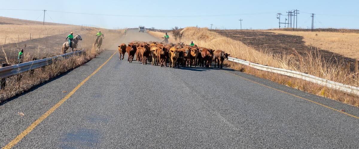 A rural road with a herd of cattle crossing.