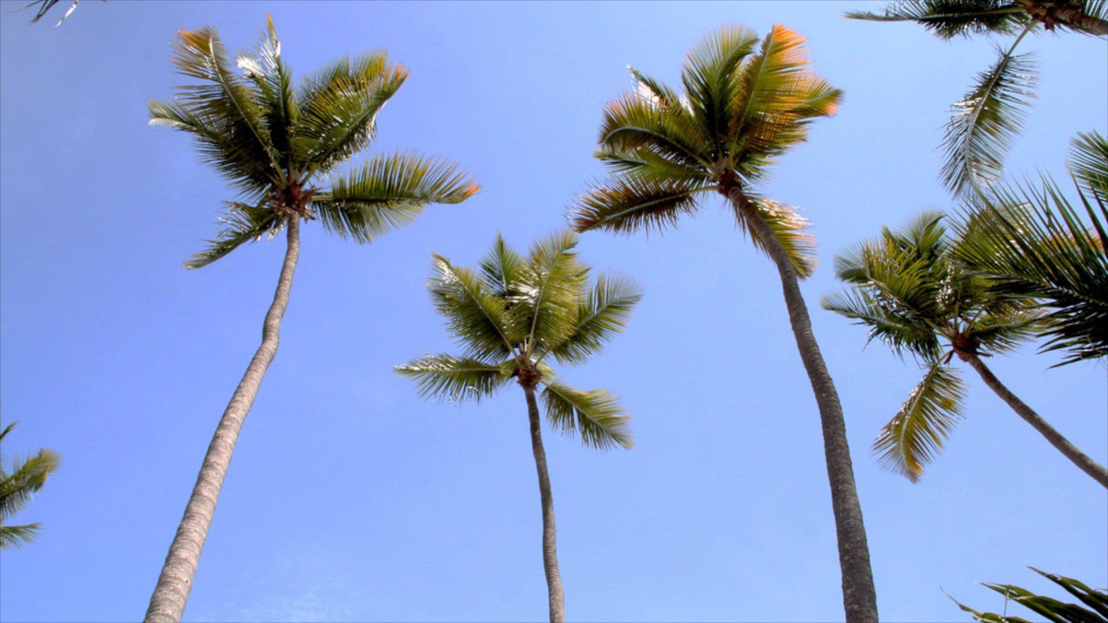 Juan Dolio showing tropical scenes