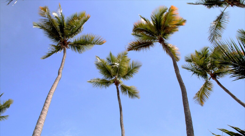 Juan Dolio showing tropical scenes