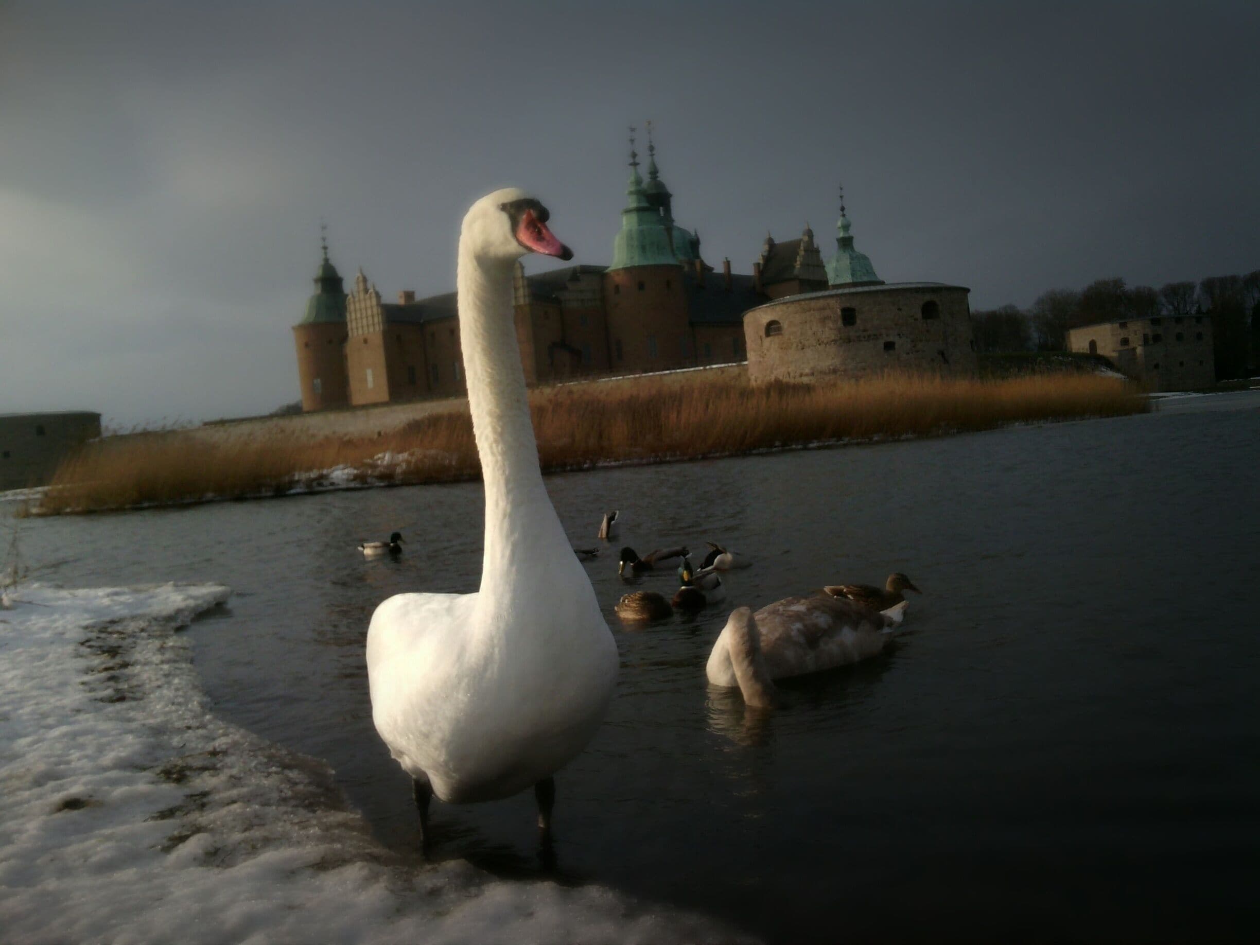 Swans @ Kalmar slott 
Sweden,
