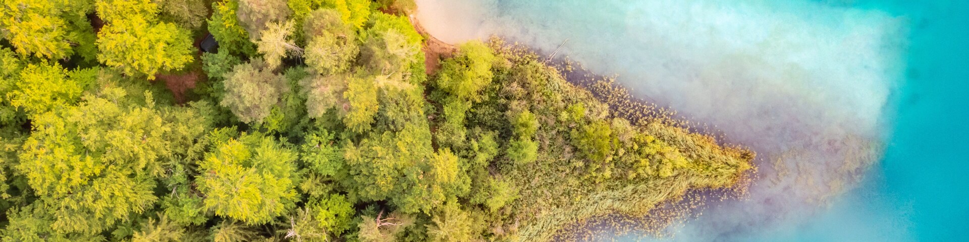Vista aérea de un bosque costero con aguas turquesas cristalinas y una playa arenosa.