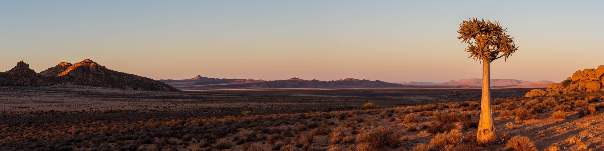 Wüstenlandschaft mit vereinzelter Vegetation und einem markanten Kaktus im Vordergrund.