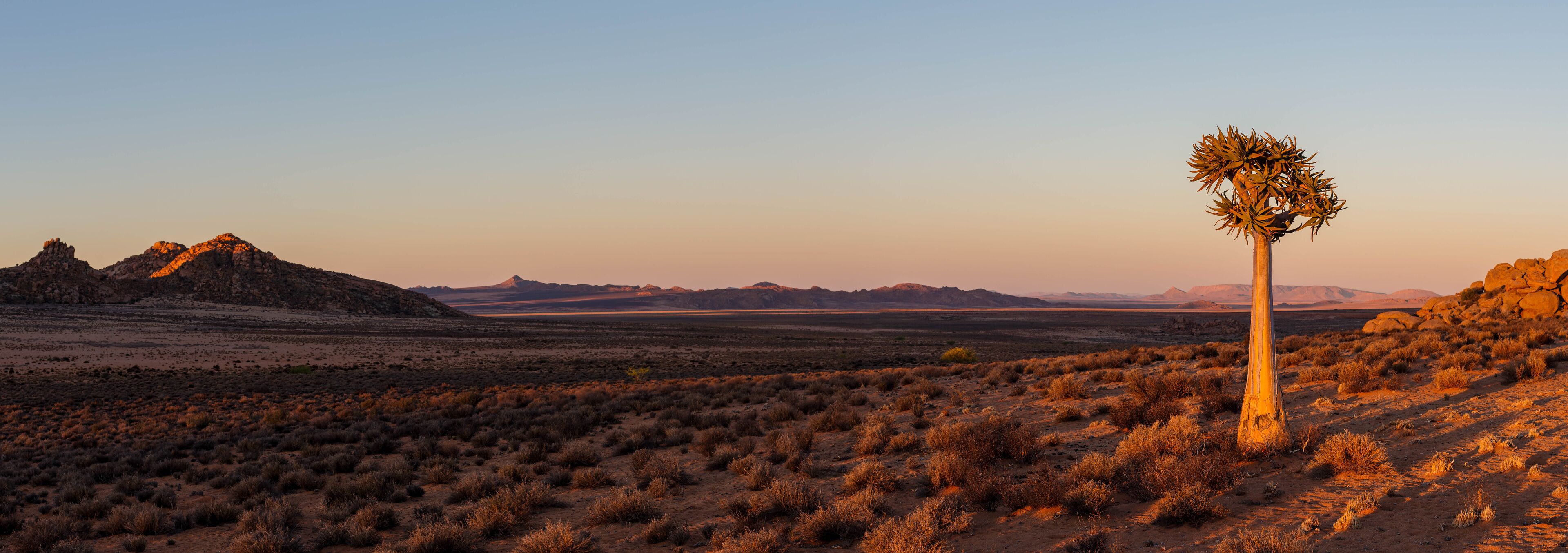 A desert landscape with sparse vegetation and a prominent cactus in the foreground.